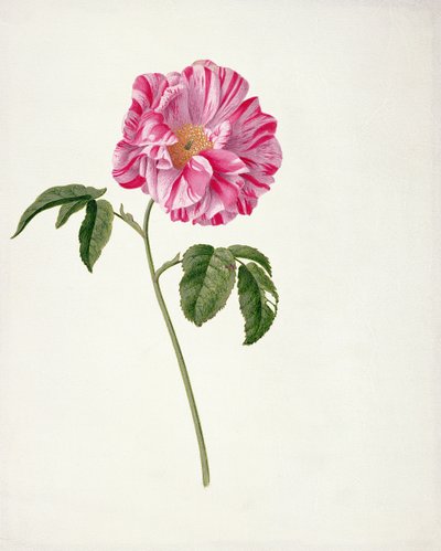 PD.101-1973f.3 Rosa gallica versicolour（Rosa mundi）（ベラムのトイレとガッシュ） 作： Pieter Withoos